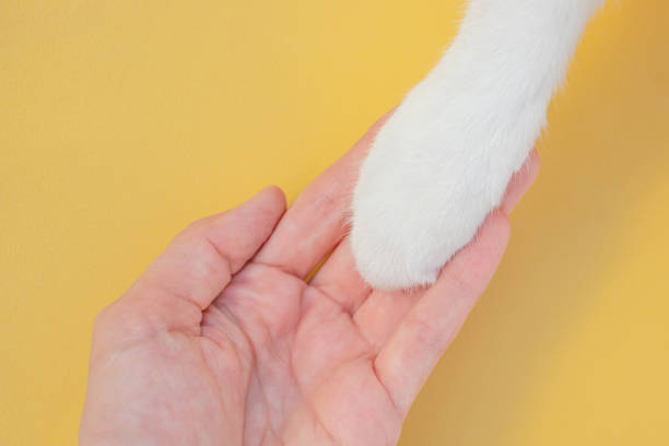 istock White cat paw and human hand on a yellow background. 1254600580
