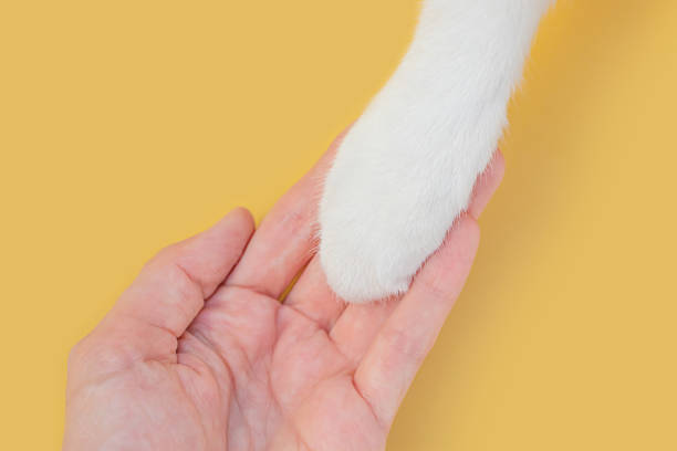istock White cat paw and human hand on a yellow background. 1254600601