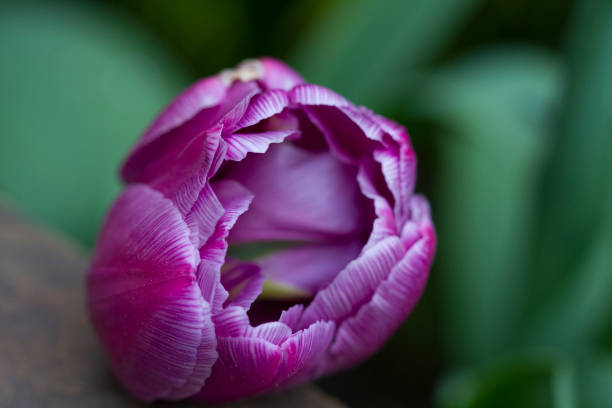 istock Beautiful blossoming tulips in the garden 1254601019
