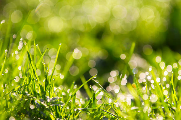 istock Close up of grass 1254603051