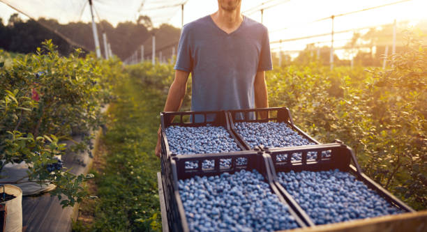 istock Farmer working and picking blueberries on a organic farm - modern business concept. 1254603679