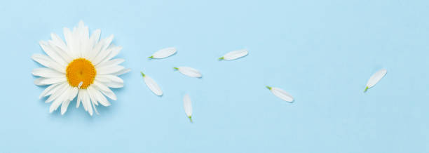 istock Chamomile flower and petals 1254605732