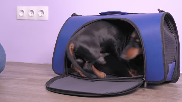 Handler trains smart dachshund to get in and sit in pet carrier to travel. Obedient dog correctly executes the command and gets tasty treat as reward