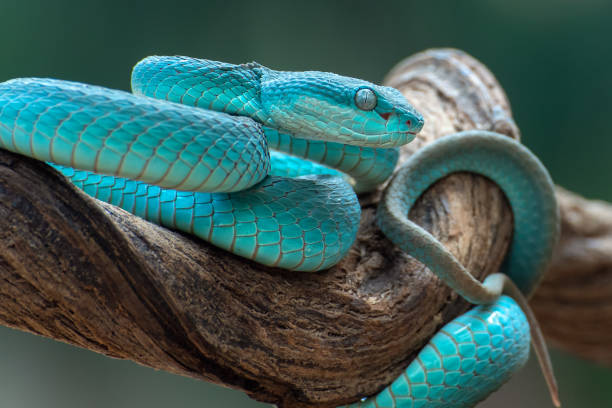 istock close up of Trimesurus insularis 1254607226