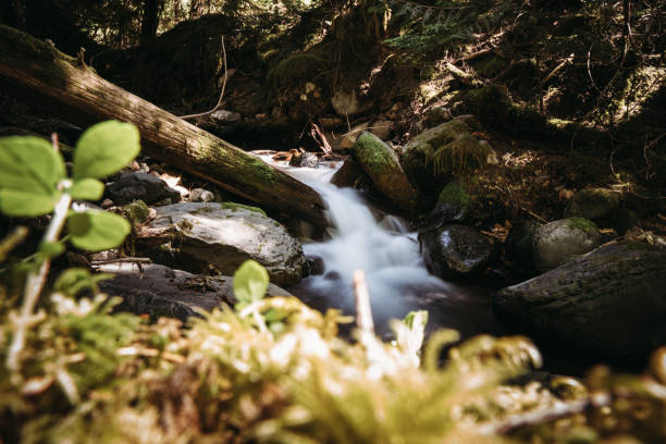 A peaceful stream on a clear sunny day. Part of the natural beauty of the Pacific Northwest in Washington state, USA.