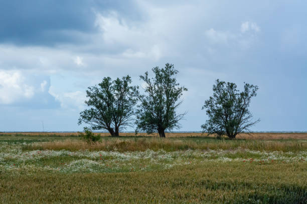 istock Three trees in a meadow with the blue ocean in the background. Dark clouds. Strong winds. Picture taken near Loddekopinge in Scania, southern Sweden 1254609303