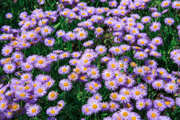 istock Symphyotrichum novae-angliae outdoors in summer 1254610507