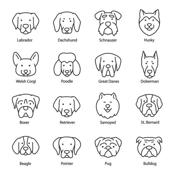 ilustraciones, imágenes clip art, dibujos animados e iconos de stock de raza de perro, conjunto de iconos. cabezas con títulos, iconos lineales. labrador, dachshund, schnauzer, husky, corgi, poodle, pointer, etc. trazo editable - saint bernard