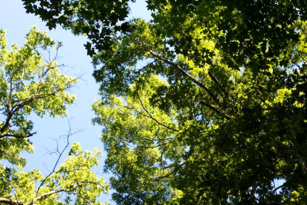 istock Green Leaves Blue Sky 1254610834