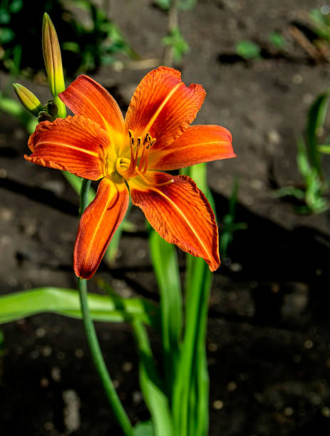 istock bright fresh orange lilies in the garden 1254610984