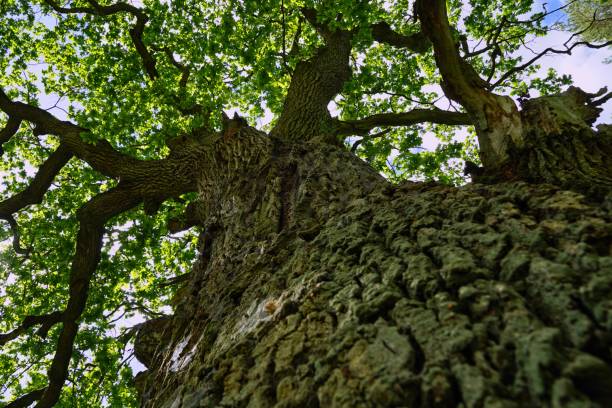 istock giant oak view from ground 1254611303