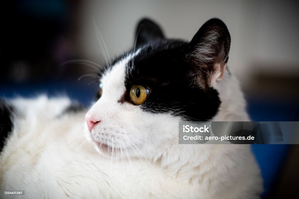 portrait of a beautiful cat Animal Stock Photo