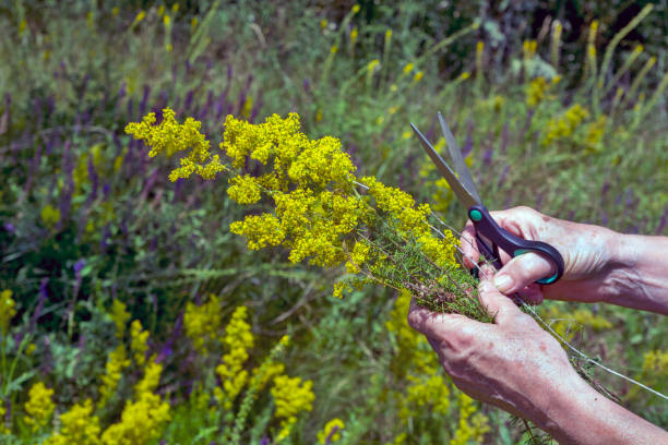 istock Galium verum flowers 1254612098
