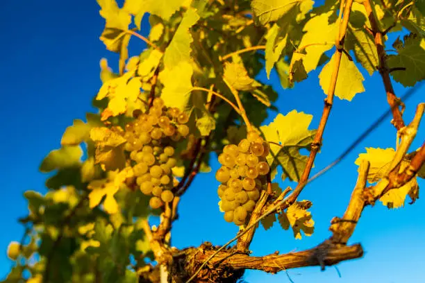 wine region Wachau at wine harvest time in Austria