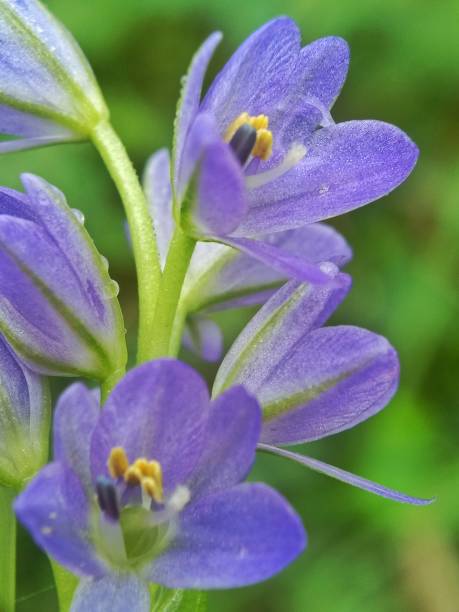 istock Purple flower in the forest 1254612275