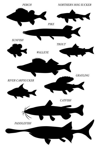 Freshwater fish. Vector drawing silhouettes set. Freshwater fish of North America and Eurasia with common names (perch, northern hog sucker, pike, sunfish, walleye, trout, grayling, catfish, paddlefish). Vector black drawn silhouettes images set. catfish stock illustrations