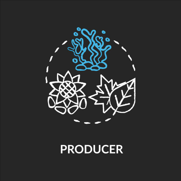 Producers chalk RGB color concept icon. Biological food chain energy producing organisms. Land and marine plants. Autotrophs idea. Vector isolated chalkboard illustration on black background Producers chalk RGB color concept icon. Biological food chain energy producing organisms. Land and marine plants. Autotrophs idea. Vector isolated chalkboard illustration on black background autotroph stock illustrations