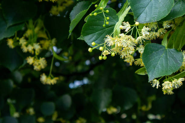 istock linden tree blossom, close-up photo 1254617880