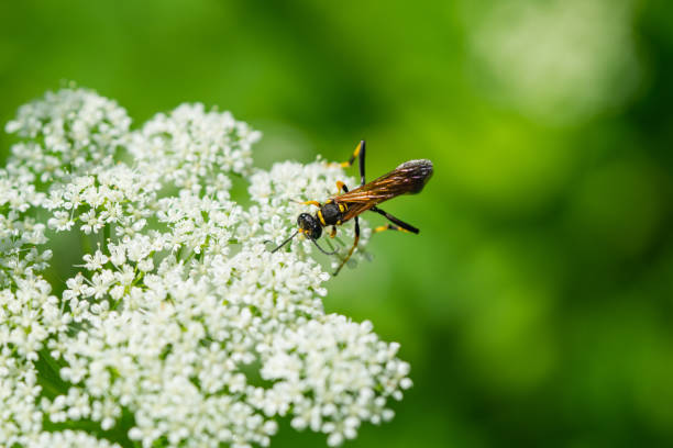 istock Black and Yellow Mud Dauber Wasp on Ground Elder Flowers 1254618676