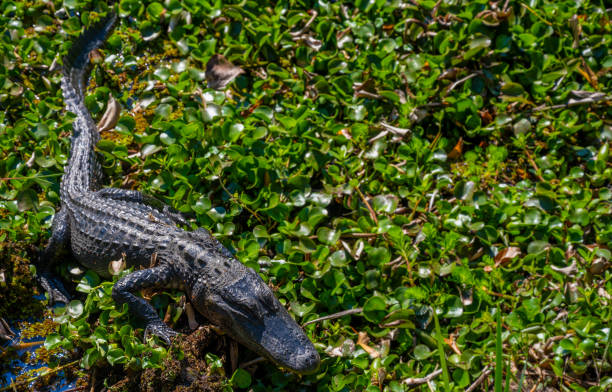 istock Alligator Sleeps Atop Vines 1254619792