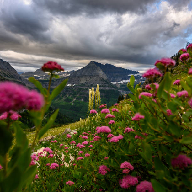 istock Beargrass Grows Through the Pink Flowers 1254620968