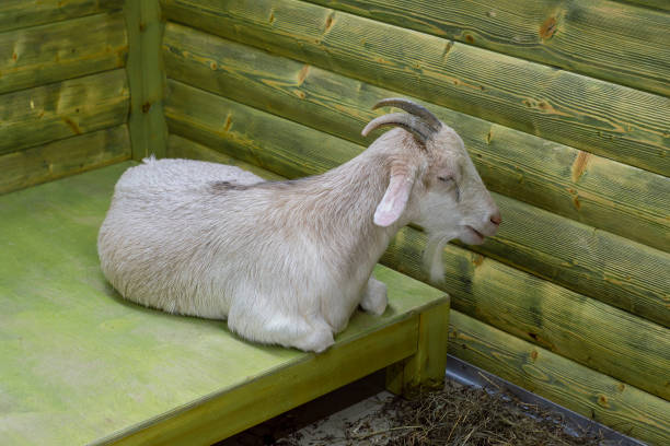 istock White goat lying on mat. Front top view. Farm 1254621208