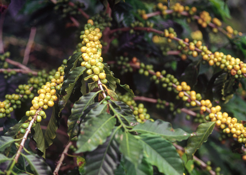 Close-up of coffee plants, Barinas state, Venezuela