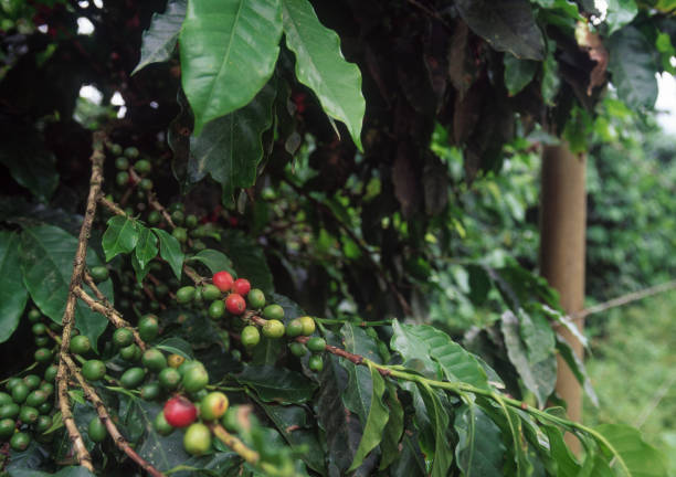 istock Coffee plantation, close-up 1254621443