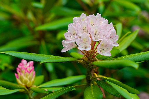 Closeup of pink rhododendron flowers in two stages of bloom.