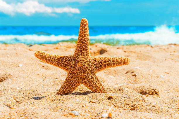 istock Starfish in the sand at the beach 1254623569
