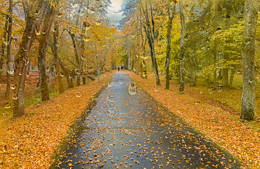 Alley or road in autumn forest or park, Europe