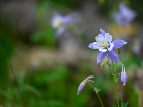Columbine Flower with Copy Space