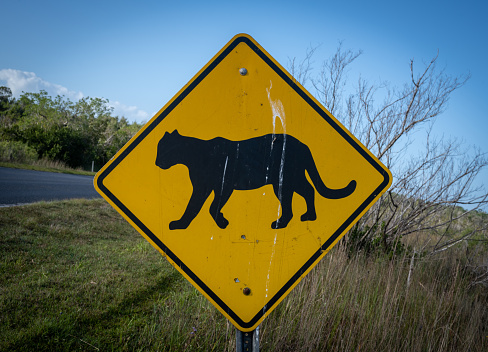 Florida Panther Crossing Sign in Everglades wilderness