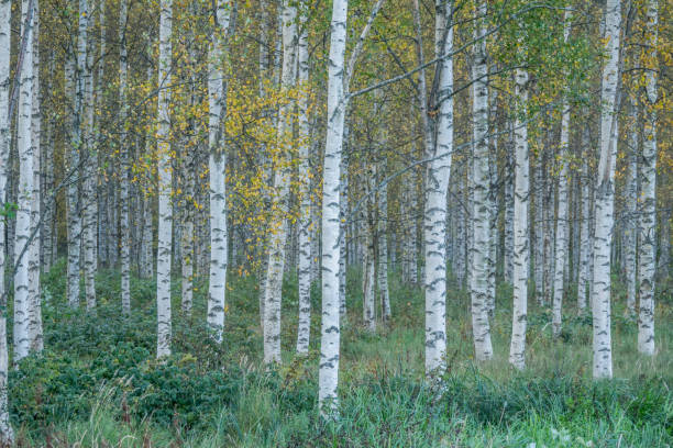 birch trees - silver birch tree imagens e fotografias de stock