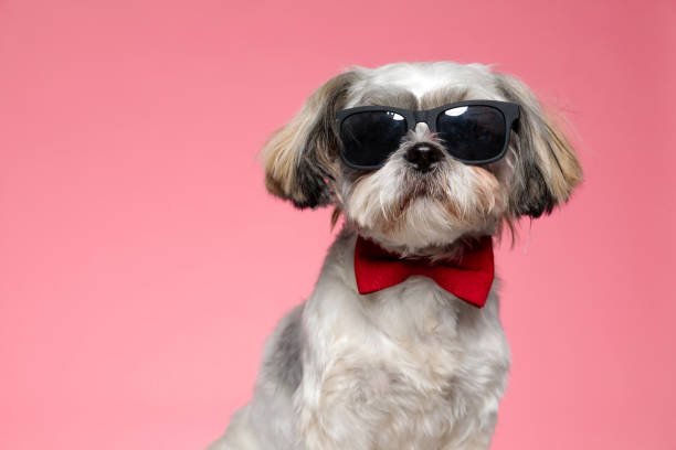 shih tzu dog wearing sunglasses and red bowtie adorable shih tzu dog wearing sunglasses and red bowtie, sitting on pink background bow tie photos stock pictures, royalty-free photos & images