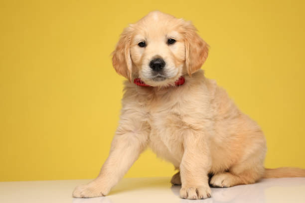 istock adorable labrador retriever dog wearing red bowtie 1254629468