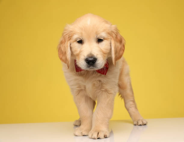 istock cute labrador retriever dog wearing bowtie and looking down 1254629533