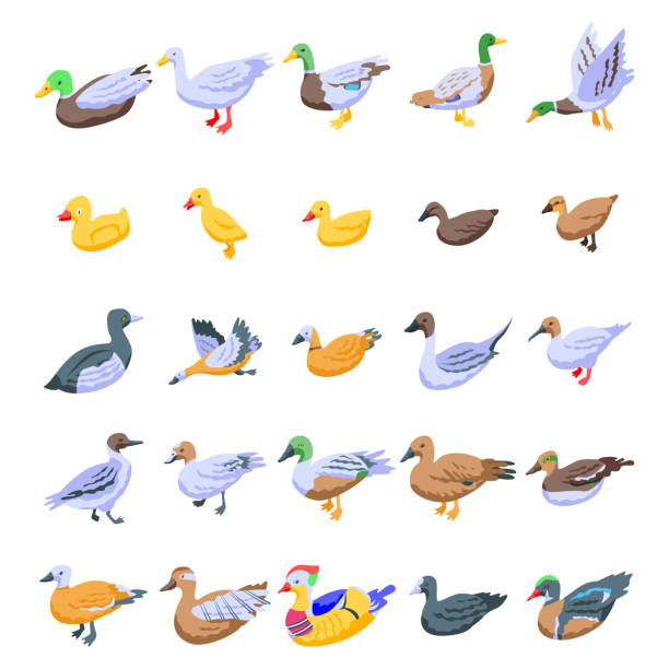 Duck icons set, isometric style Duck icons set. Isometric set of duck vector icons for web design isolated on white background duck bird stock illustrations