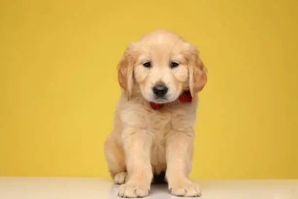 cute golden retriever puppy wearing red bowtie and looking down, sitting on yellow background