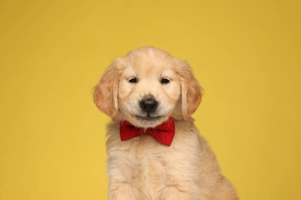 istock timid labrador retriever puppy wearing red bowtie 1254629715