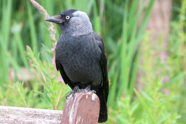 istock A view of a Jackdaw 1254629809