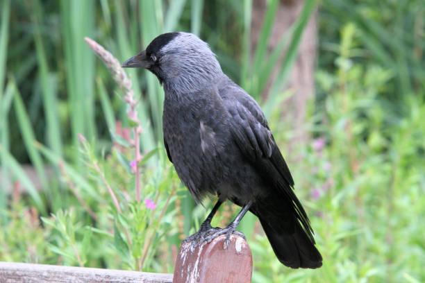 istock A view of a Jackdaw 1254629925
