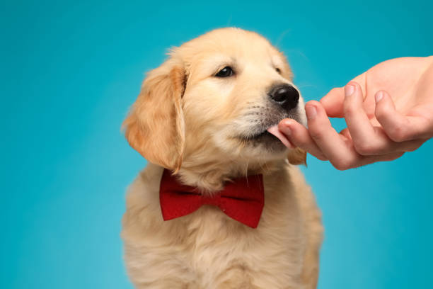 istock adorable labrador retriever puppy licking hand 1254630245