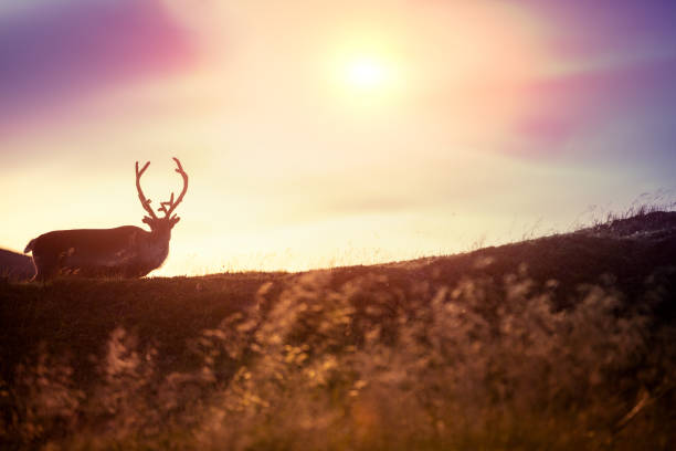 2 small deer one deer in profile, the other is out of focus