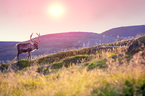 Red deer stag in a rural location in Scotland on an autumn morning