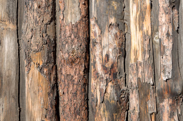 istock Texture of an old log and bark. 1254631712