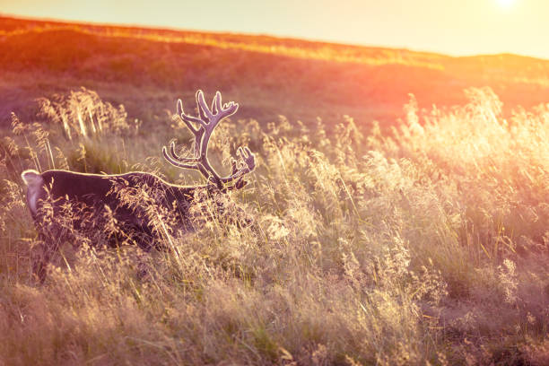 istock Silhouette of a deer standing in tall grass at sunset 1254632055