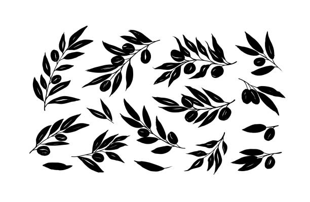 illustrations, cliparts, dessins animés et icônes de branches d’olivier avec longues feuilles vectorielle collection. ensemble de feuilles de silhouettes noires et de branches d’arbre. - coup de pinceau illustrations