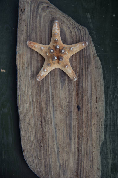 istock Seashell on old rustic weathered wooden background 1254634408