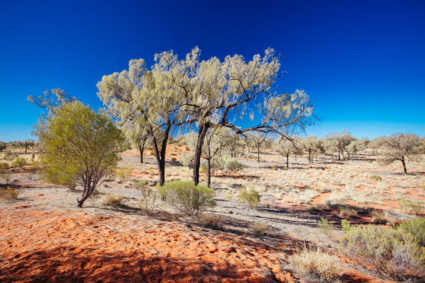istock Outback Landscape in Northern Territory Australia 1254635729